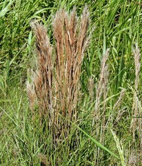 Schizachyrium microstachyum