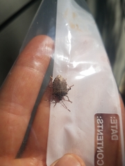 Halyomorpha halys