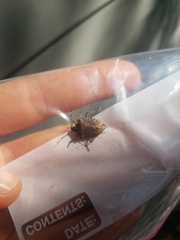Halyomorpha halys
