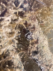 Botrylloides diegensis