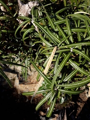 Olearia lacunosa