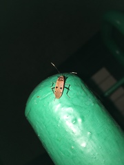 Physopelta quadriguttata