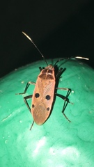 Physopelta quadriguttata