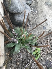 Plantago subnuda