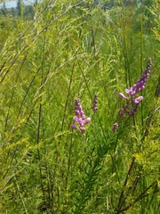 Comesperma ericinum