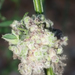 Aceria genistae - Photo (c) Kim Cabrera, algunos derechos reservados (CC BY-NC-ND), uploaded by Kim Cabrera