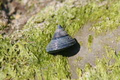 Calliostoma ligatum