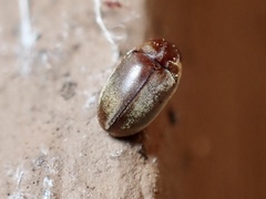 Mesocoelopodinae