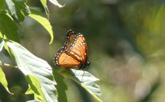 Limenitis archippus obsoleta