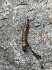 Uresiphita reversalis