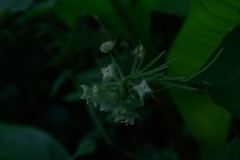 Microsechium helleri