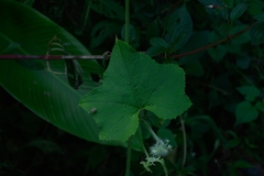 Microsechium helleri