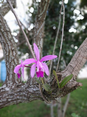 Cattleya intermedia