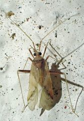 Phytocoris maritimus