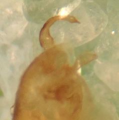 Phytocoris maritimus