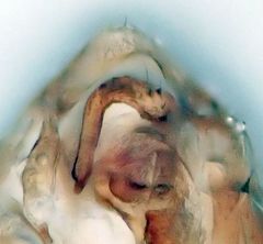 Phytocoris maritimus