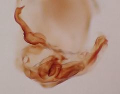 Phytocoris maritimus