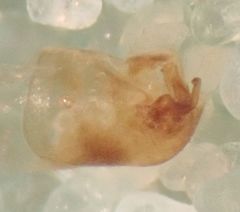 Phytocoris maritimus