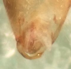 Phytocoris maritimus