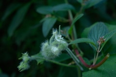 Microsechium helleri