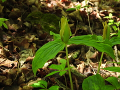 Trillium viride