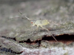 Calaphidina