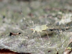 Calaphidina