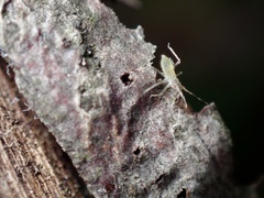 Calaphidina