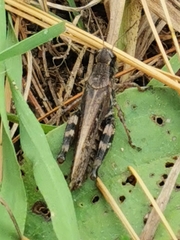Melanoplus fasciatus