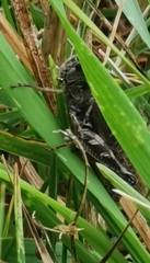 Melanoplus fasciatus