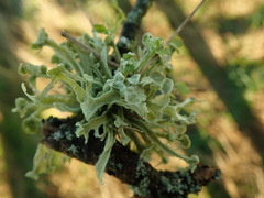 Ramalina inflexa