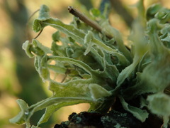 Ramalina inflexa