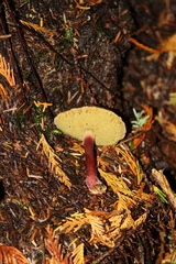 Xerocomellus atropurpureus