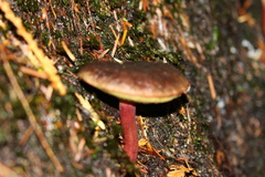 Xerocomellus atropurpureus