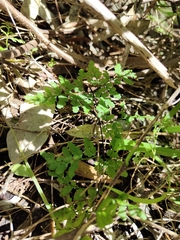 Anogramma leptophylla