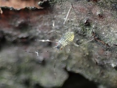 Calaphidina