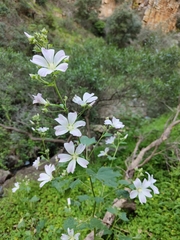 Malva preissiana