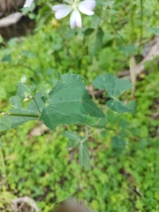 Malva preissiana
