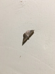 Plesiomorpha flaviceps