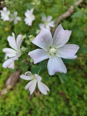 Malva preissiana