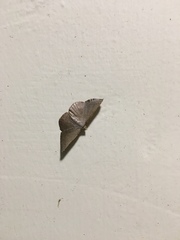 Plesiomorpha flaviceps