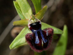 Ophrys sphegodes atrata