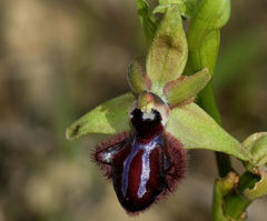 Ophrys sphegodes atrata