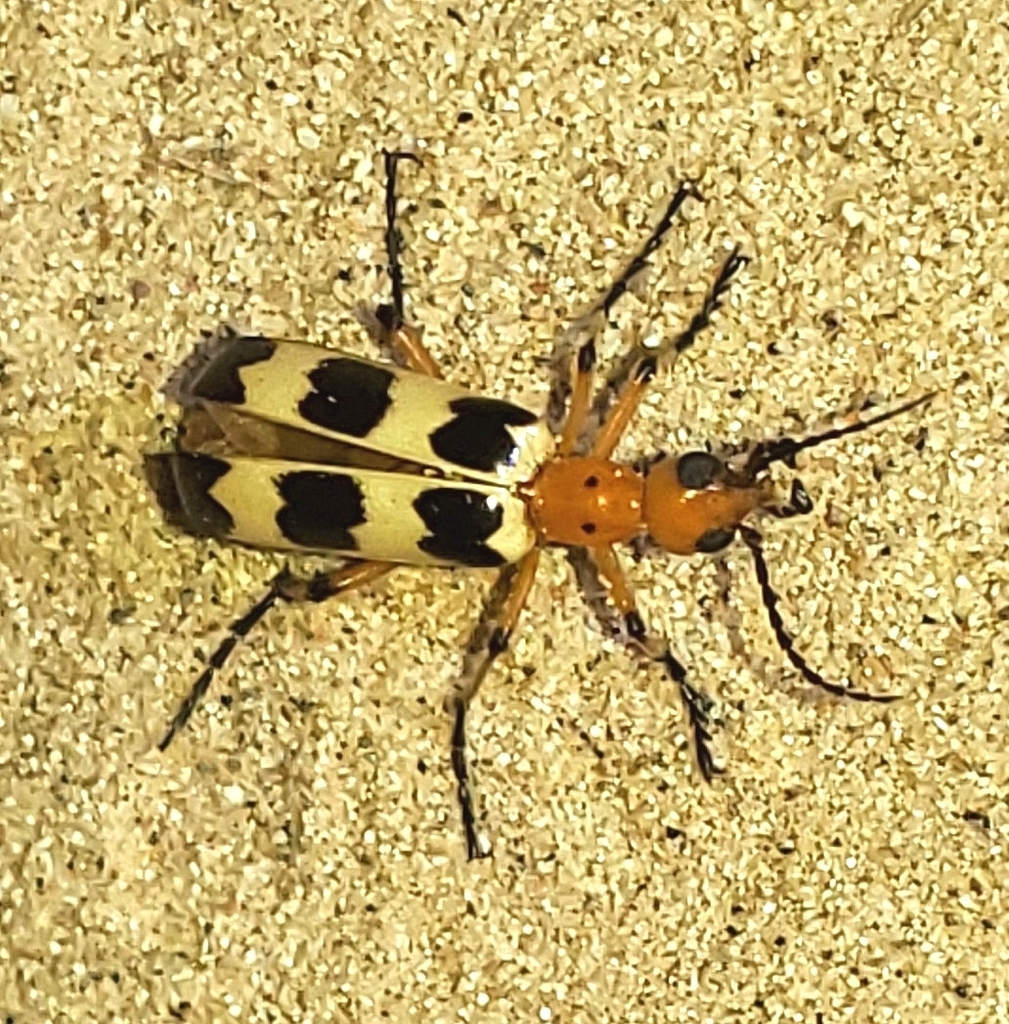 Charlie Brown Blister Beetle