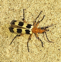 Pyrota palpalis