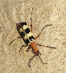 Pyrota palpalis