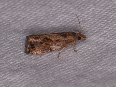 Endothenia nubilana