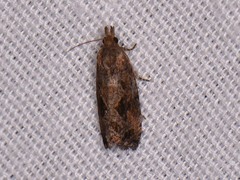 Endothenia nubilana