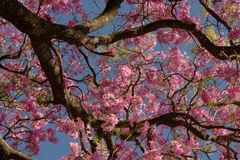 Handroanthus heptaphyllus