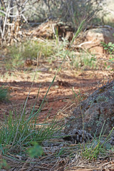 Elymus elymoides brevifolius